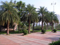 花卉世界網(wǎng) 福建省 上海 南安市新藍天園林綠化產(chǎn)品展示