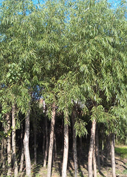 找河南開元園林生態實業的河南垂柳,潢川垂柳基地價格、圖片、詳情,上一比多_一比多產品庫