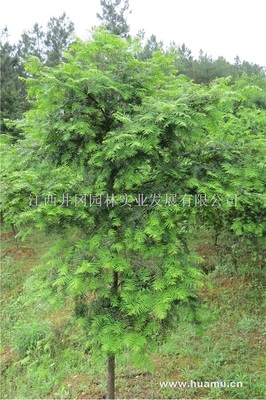 江西吉安紅豆杉_|江西井岡園林實業(yè)發(fā)展供應(yīng)江西吉安紅豆杉