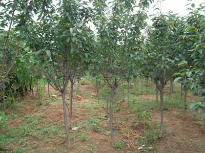 河南開元園林生態(tài)實業(yè)