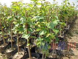 三角梅_三角梅價(jià)格_三角梅廠家-勤加緣網(wǎng)【廣東省華美霖園林實(shí)業(yè)】