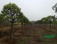 江西廣茂實業(yè)大量供應樹形好的桂花紫薇櫻花_江西廣茂實業(yè)大量供應樹形好的桂花紫薇櫻花供應_江西南昌廣茂實業(yè)_中國園林網