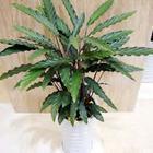 植物租賃_植物租賃供貨商_供應植物租賃-上海花卉租賃報價-浦東花卉租賃聯系電話_植物租賃價格_上?？弟皥@林(晨蘇實業)