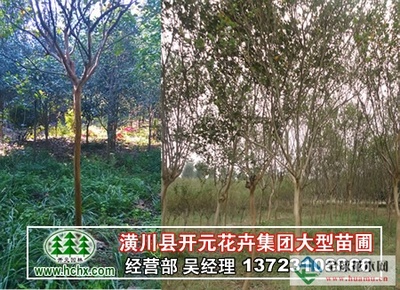 河南廣玉蘭_潢川廣玉蘭-河南開元園林生態(tài)實業(yè)|全球花木網(wǎng)提供