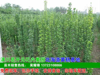 河南開元園林生態(tài)實業(yè)