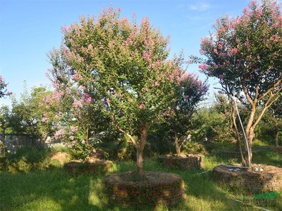 供應(yīng)紫薇、紫微門、紫薇花瓶——江西井岡園林實業(yè)的精致園藝產(chǎn)品