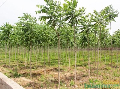 花木網(wǎng)專訪洛陽真趣園林 探索農(nóng)業(yè)生態(tài)觀光園與園林實業(yè)的融合發(fā)展之路